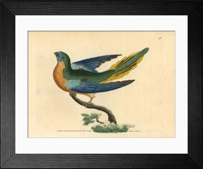 Framed Print : Turquoise parrot, Neophema pulchella Framed Print : Turquoise parrot, Neophema pulchella