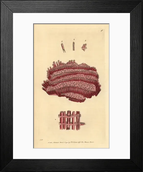 Framed Print : Organ-pipe coral, Tubipora musica Framed Print : Organ-pipe coral, Tubipora musica