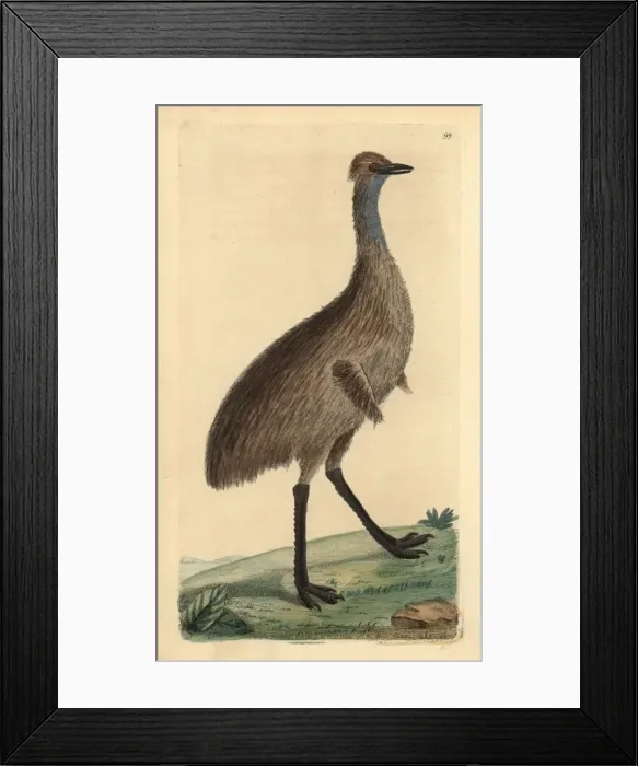 Framed Print : Cassowary, Casuarius australis (Emu, Dromaius Framed Print : Cassowary, Casuarius australis (Emu, Dromaius
