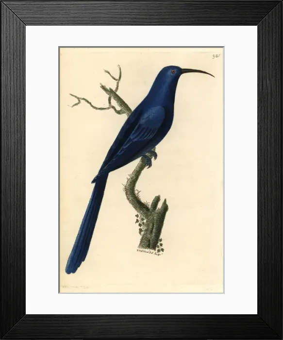 Framed Print : Promerops caeruleus, Blue promerops Framed Print : Promerops caeruleus, Blue promerops