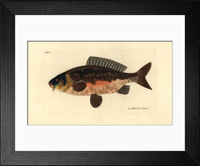 Framed Print : Common carp, Cyprinus carpio var Vulnerable Framed Print : Common carp, Cyprinus carpio var Vulnerable