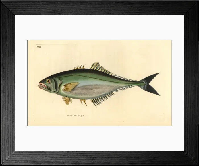 Framed Print : Castin leatherjacket, Oligoplites saliens Framed Print : Castin leatherjacket, Oligoplites saliens