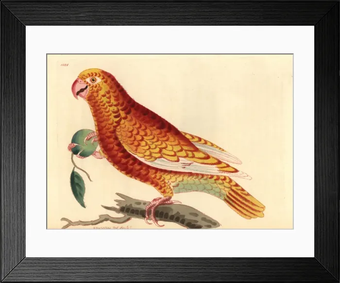 Framed Print : Paradise parrot, Psittacus paradisi A mystery Framed Print : Paradise parrot, Psittacus paradisi A mystery