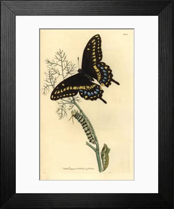 Framed Print : Spicebush swallowtail, Papilio troilus Framed Print : Spicebush swallowtail, Papilio troilus