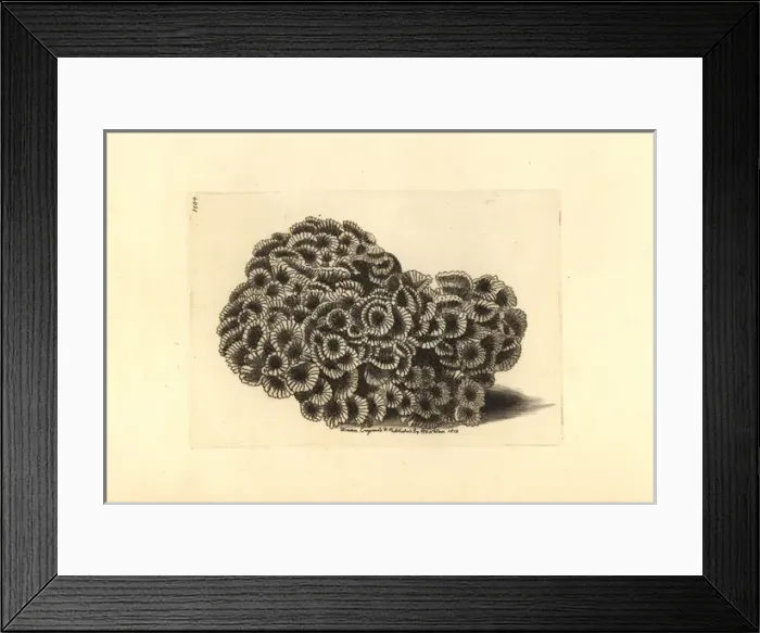 Framed Print : Larger star coral, Favites abdita Framed Print : Larger star coral, Favites abdita