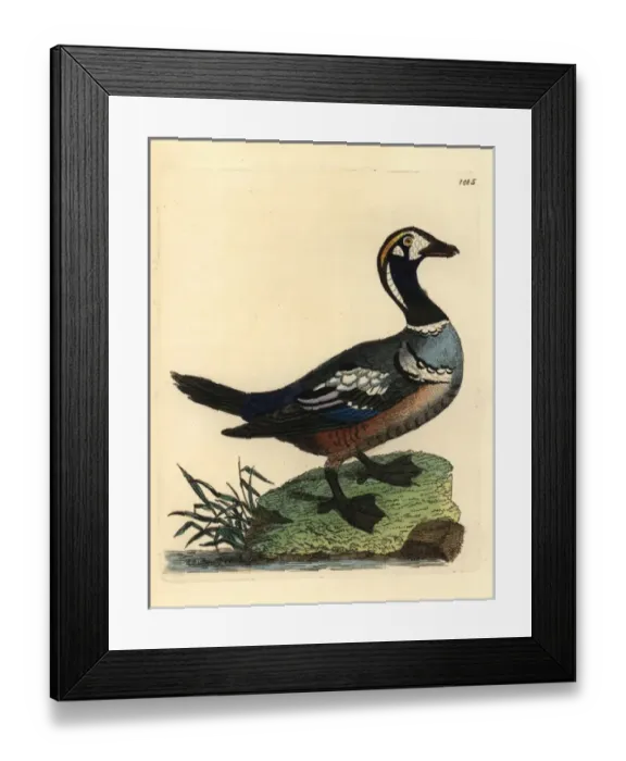 Framed Print : Harlequin duck, Histrionicus histrionicus Framed Print : Harlequin duck, Histrionicus histrionicus