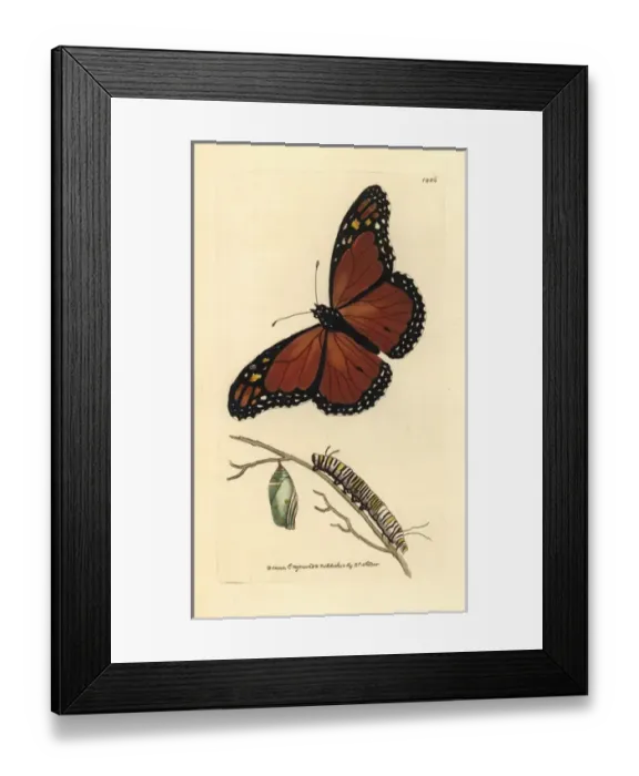Framed Print : Viceroy butterfly, Limenitis archippus Framed Print : Viceroy butterfly, Limenitis archippus