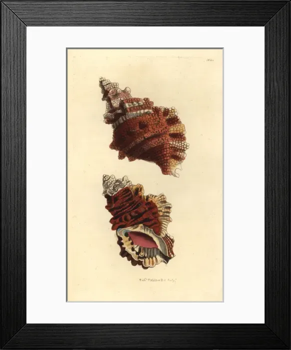Framed Print : Knobbed triton, Charonia lampas Framed Print : Knobbed triton, Charonia lampas