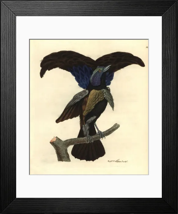 Framed Print : Superb bird-of-paradise, Lophorina superba Framed Print : Superb bird-of-paradise, Lophorina superba