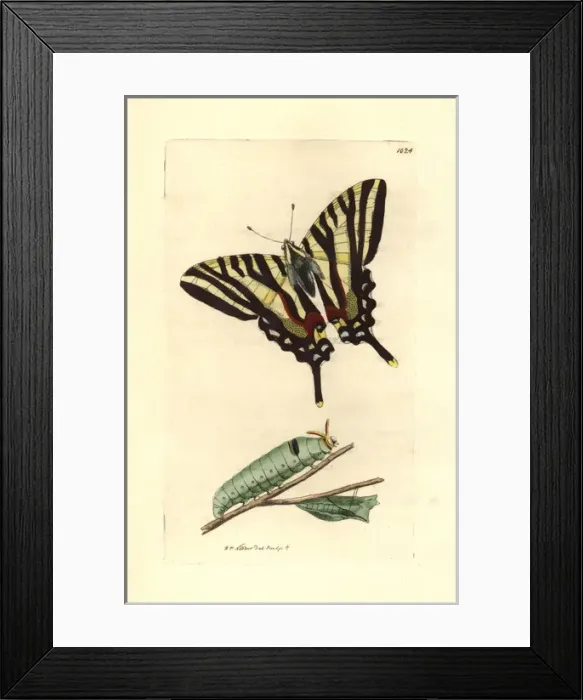 Framed Print : Zebra swallowtail, Eurytides marcellus Framed Print : Zebra swallowtail, Eurytides marcellus