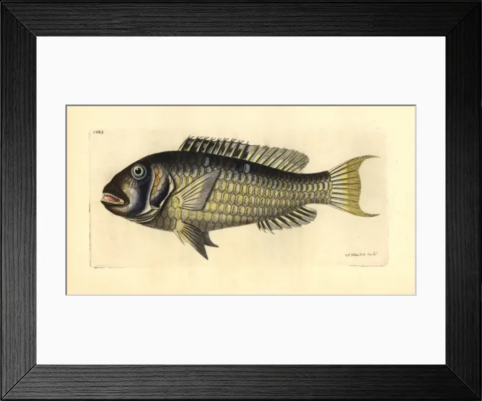 Framed Print : Redtail parrotfish, Sparisoma chrysopterum Framed Print : Redtail parrotfish, Sparisoma chrysopterum