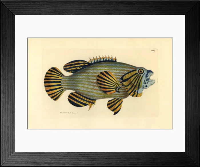 Framed Print : Bluelined hind or rockcod, Cephalopholis formosa Framed Print : Bluelined hind or rockcod, Cephalopholis formosa