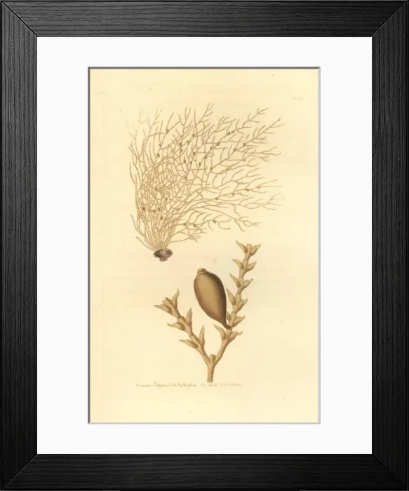Framed Print : Amphisbetia operculata Framed Print : Amphisbetia operculata