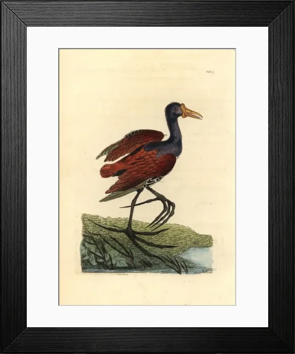 Framed Print : Wattled jacana, Jacana jacana