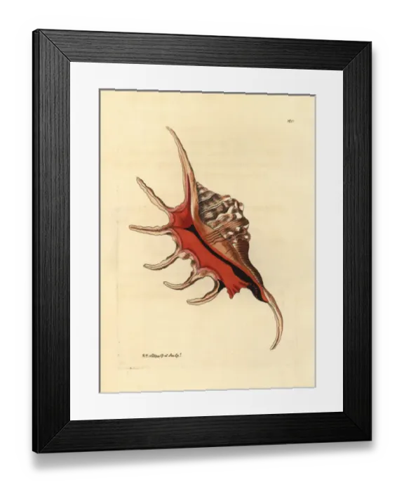 Framed Print : Spider conch shell, Lambis lambis Framed Print : Spider conch shell, Lambis lambis