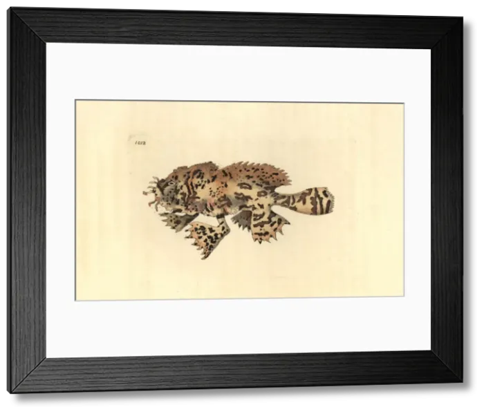 Framed Print : Sargassumfish, Histrio histrio Framed Print : Sargassumfish, Histrio histrio