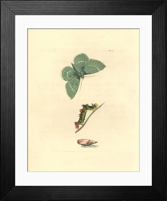 Framed Print : Large emerald moth, Geometra papilionaria Framed Print : Large emerald moth, Geometra papilionaria