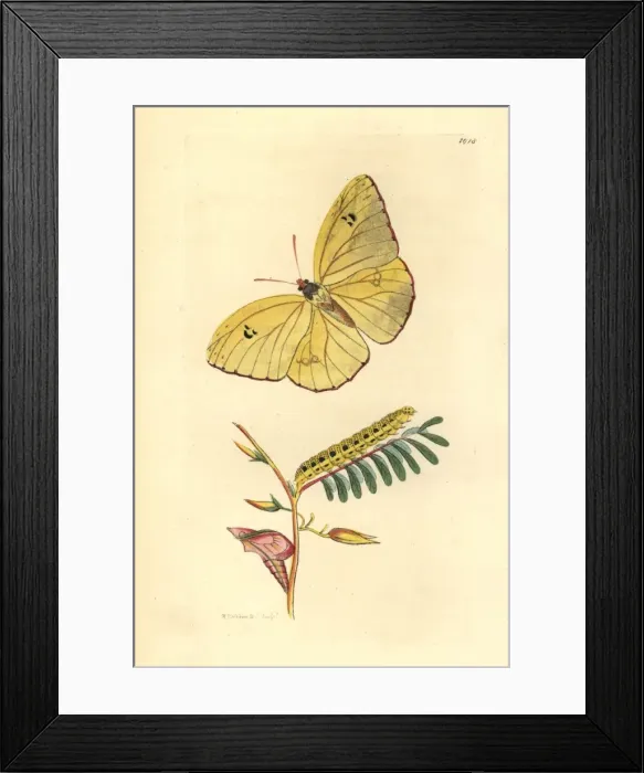 Framed Print : Cloudless sulphur butterfly, Phoebis sennae eubule Framed Print : Cloudless sulphur butterfly, Phoebis sennae eubule