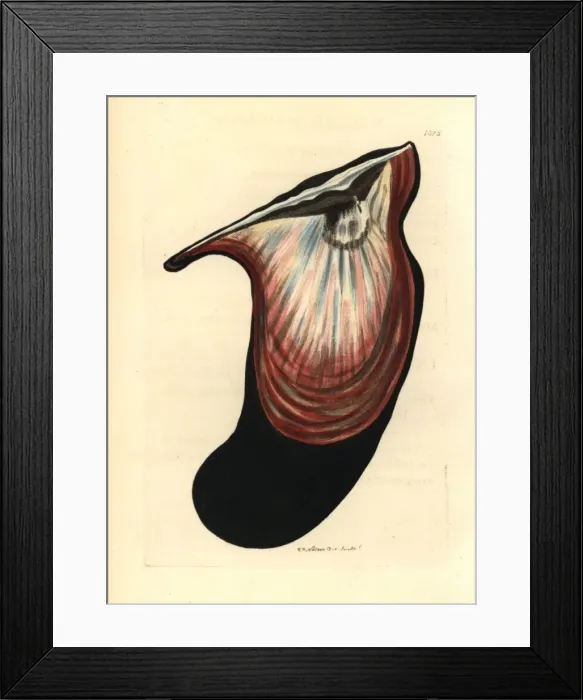 Framed Print : Wing oyster, Pteria hirundo Framed Print : Wing oyster, Pteria hirundo