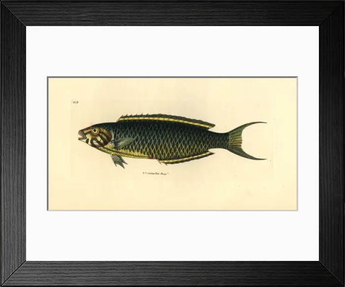 Framed Print : Narrow-barred Spanish mackerel, Scomberomorus commerson Framed Print : Narrow-barred Spanish mackerel, Scomberomorus commerson