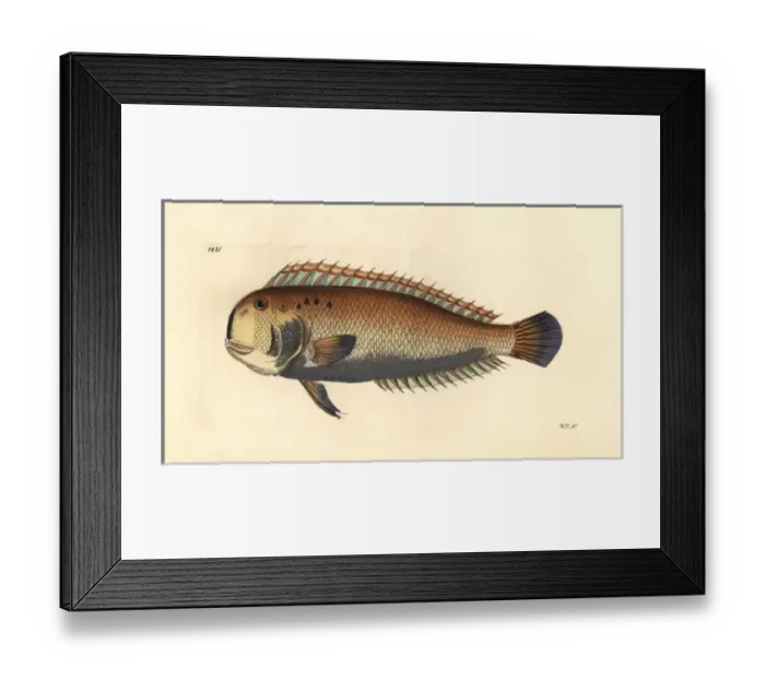 Framed Print : Five-finger wrasse, Iniistius pentadactylus Framed Print : Five-finger wrasse, Iniistius pentadactylus