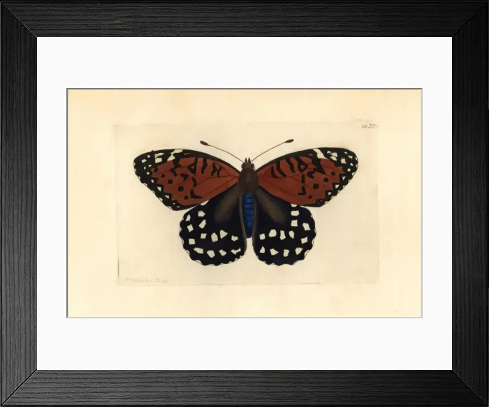 Framed Print : Regal fritillary butterfly, Speyeria idalia Vulnerable Framed Print : Regal fritillary butterfly, Speyeria idalia Vulnerable