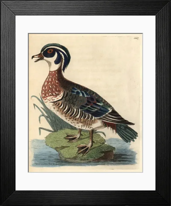 Framed Print : American wood duck, Aix sponsa Framed Print : American wood duck, Aix sponsa