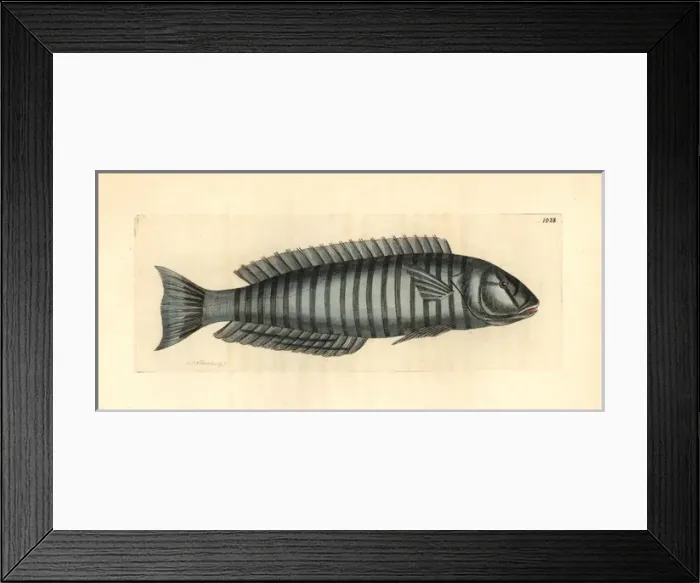 Framed Print : Ring wrasse, Hologymnosus annulatus Framed Print : Ring wrasse, Hologymnosus annulatus