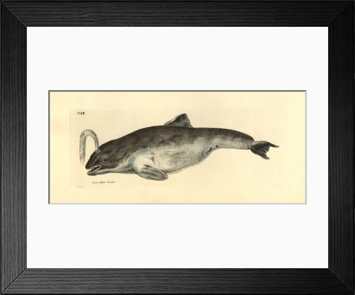 Framed Print : Common porpoise, Phocoena phocoena Framed Print : Common porpoise, Phocoena phocoena