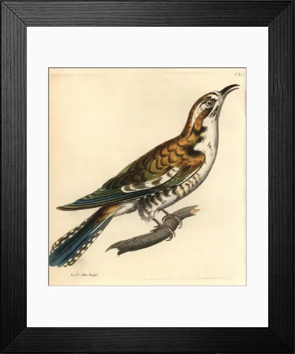 Framed Print : Northern flicker, Colaptes auratus Framed Print : Northern flicker, Colaptes auratus