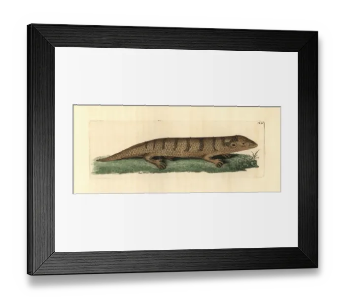 Framed Print : Sandfish skink, Scincus scincus Framed Print : Sandfish skink, Scincus scincus