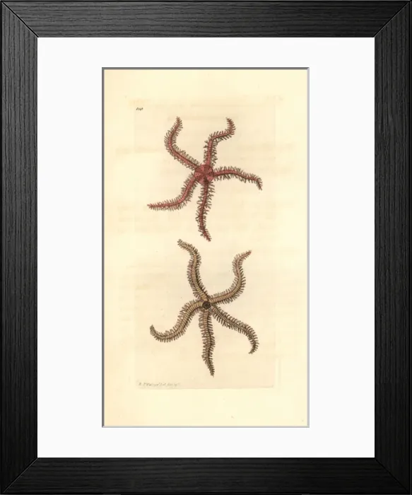 Framed Print : Scolopendroid starfish, Asterias scolopendroides Framed Print : Scolopendroid starfish, Asterias scolopendroides
