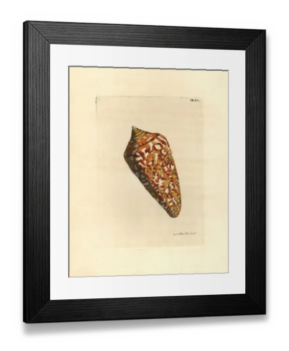 Framed Print : Amadis cone variety, Conus amadis Framed Print : Amadis cone variety, Conus amadis