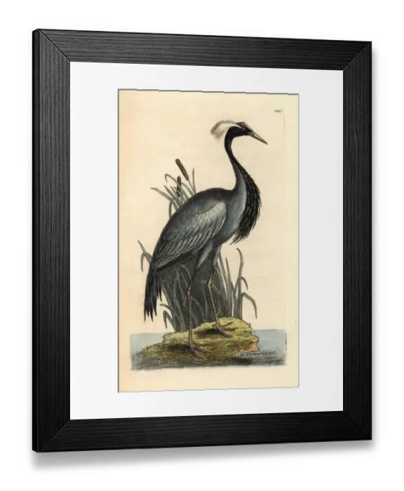Framed Print : Demoiselle crane, Anthropoides virgo Framed Print : Demoiselle crane, Anthropoides virgo