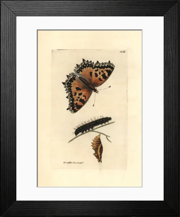 Framed Print : Large tortoiseshell butterfly, Nymphalis polychloros Framed Print : Large tortoiseshell butterfly, Nymphalis polychloros