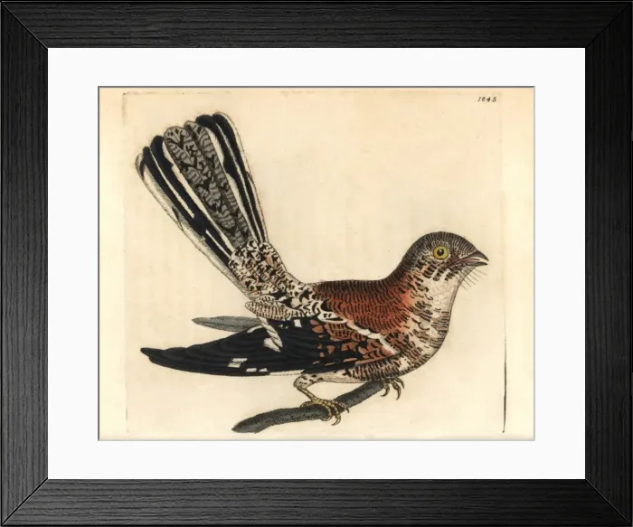 Framed Print : Cayenne nightjar, Caprimulgus maculosus Framed Print : Cayenne nightjar, Caprimulgus maculosus