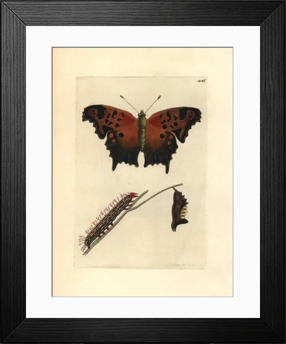 Framed Print : Eastern comma butterfly, Polygonia comma Framed Print : Eastern comma butterfly, Polygonia comma