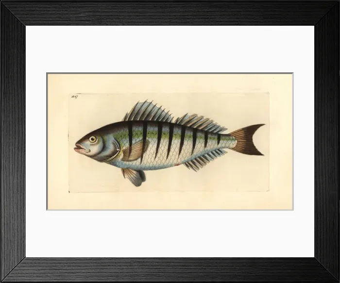 Framed Print : Barred grunt, Conodon nobilis Framed Print : Barred grunt, Conodon nobilis