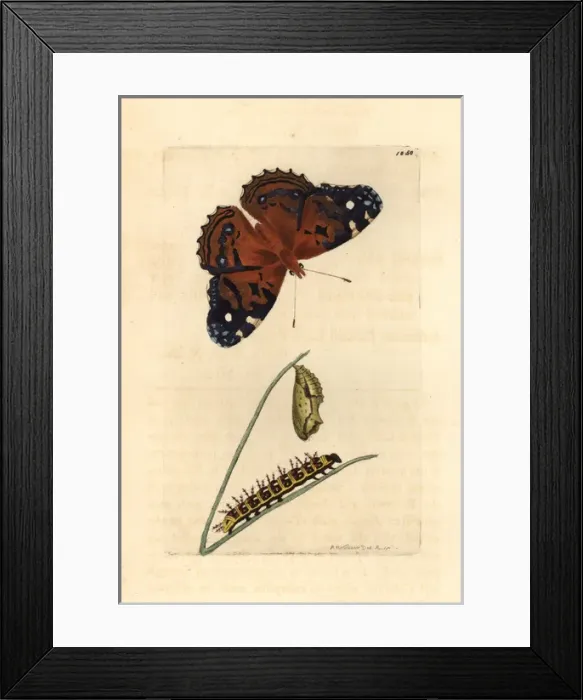 Framed Print : American painted lady, Vanessa virginiensis Framed Print : American painted lady, Vanessa virginiensis