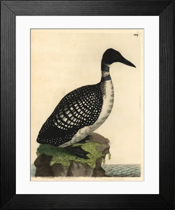 Framed Print : Northern diver or loon, Colymbus glacialis