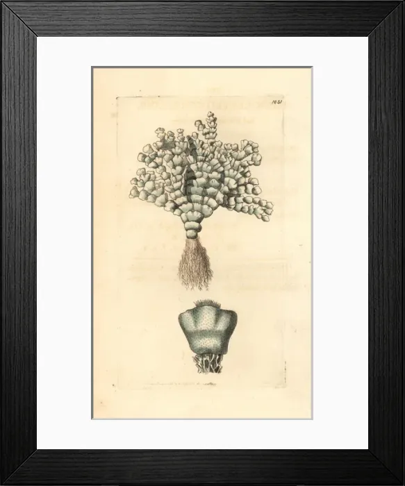 Framed Print : Thick-leaved coralline, Corralina incrassata Framed Print : Thick-leaved coralline, Corralina incrassata