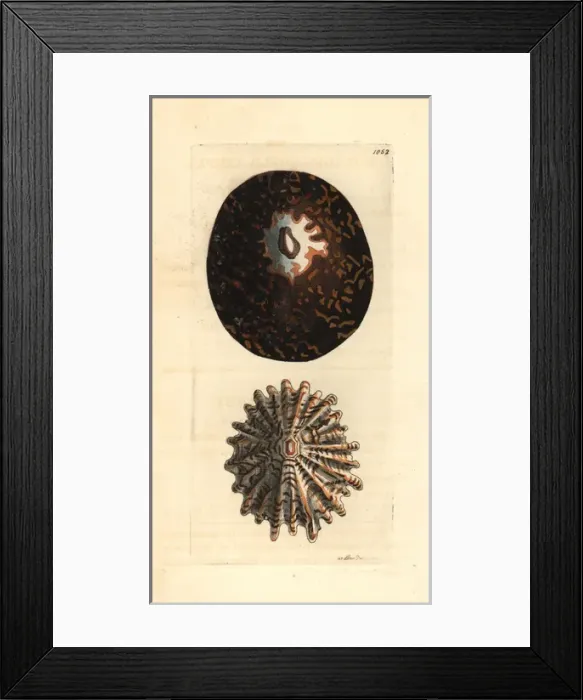 Framed Print : Tortoise-shell limpet, Cellana testudinaria Framed Print : Tortoise-shell limpet, Cellana testudinaria