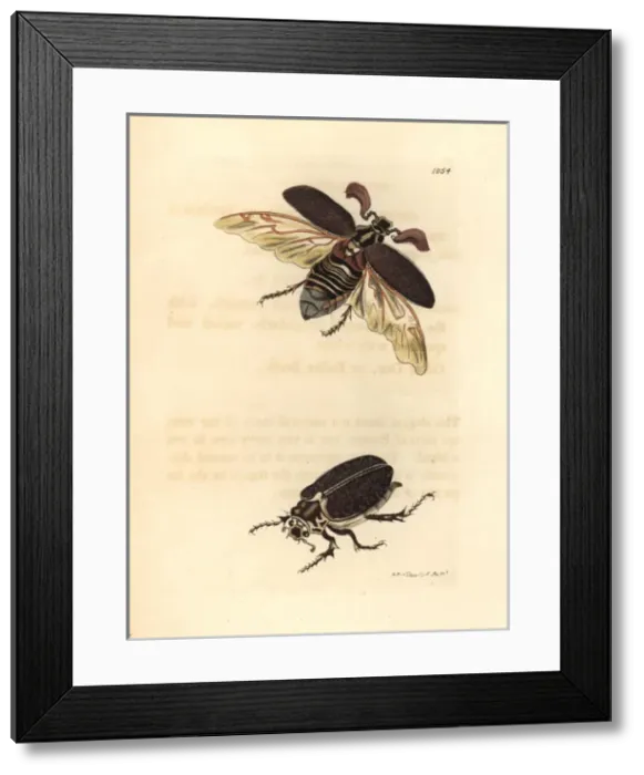 Framed Print : Pine cockchafer, Melolontha fullo Framed Print : Pine cockchafer, Melolontha fullo