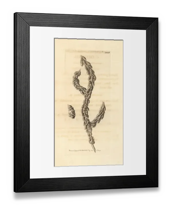 Framed Print : Sea fan, Primnoa resedaeformis Framed Print : Sea fan, Primnoa resedaeformis