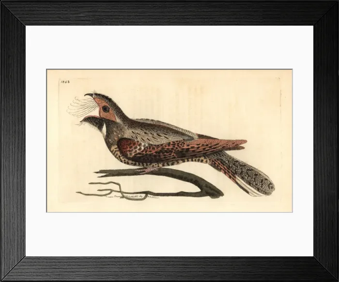Framed Print : Eastern whip-poor-will, Antrostomus vociferus Framed Print : Eastern whip-poor-will, Antrostomus vociferus