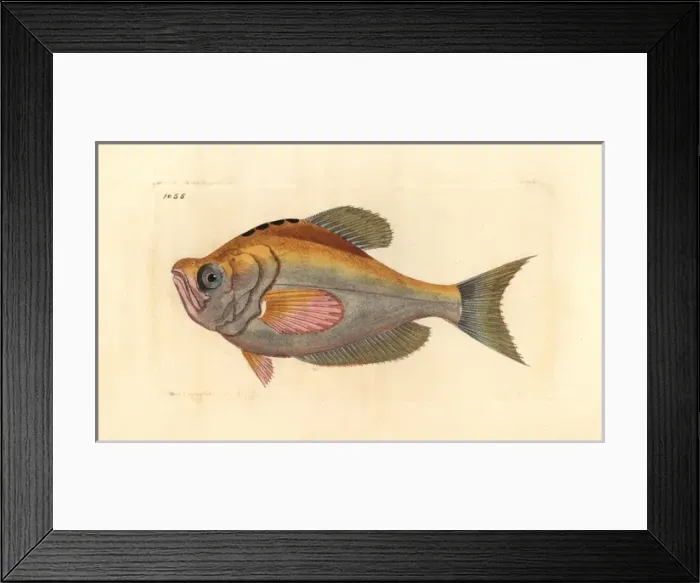 Framed Print : Indian humphead, Kurtus indicus Framed Print : Indian humphead, Kurtus indicus