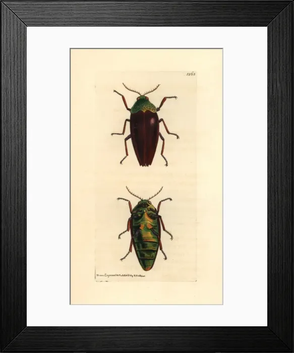 Framed Print : Chesnut shelled Indian buprestis, Buprestis chrysis Framed Print : Chesnut shelled Indian buprestis, Buprestis chrysis