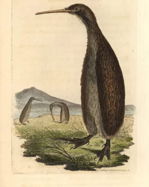 Brown kiwi, Apteryx australis Vulnerable