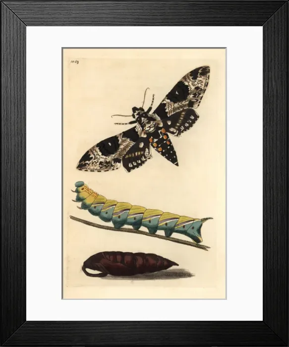 Framed Print : Rustic sphinx, Manduca rustica Framed Print : Rustic sphinx, Manduca rustica