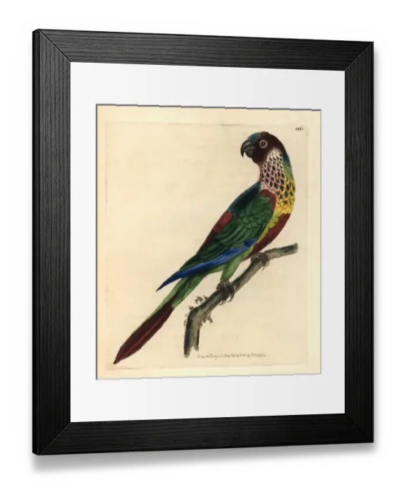 Framed Print : Scaly-breasted lorikeet, Trichoglossus chlorolepidotus Framed Print : Scaly-breasted lorikeet, Trichoglossus chlorolepidotus
